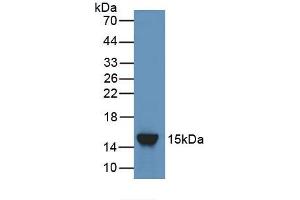 Detection of Recombinant ANGPT2, Rat using Polyclonal Antibody to Angiopoietin 2 (ANGPT2) (Angiopoietin 2 抗体  (AA 352-477))