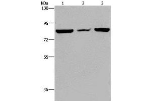 Western Blot analysis of A549 cell, Mouse heart tissue and Hela cell using P3H3 Polyclonal Antibody at dilution of 1:300 (LEPREL2 抗体)