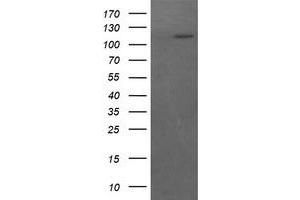 Image no. 2 for anti-RAS P21 Protein Activator (GTPase Activating Protein) 1 (RASA1) antibody (ABIN1500608) (RASA1 抗体)