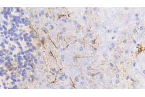 Detection of GFAP in Mouse Cerebellum Tissue using Monoclonal Antibody to Glial Fibrillary Acidic Protein (GFAP) (GFAP 抗体  (AA 70-374))