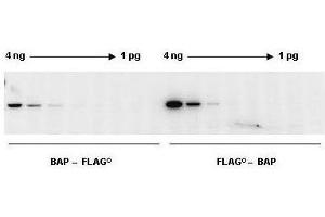 Western Blotting (WB) image for DYKDDDDK Tag Chemiluminescent Western Blotting Kit (ABIN965414)
