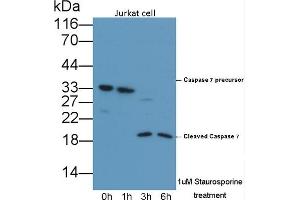 Detection of CASP7 in lysates of Jurkat cell line using Polyclonal Antibody to Caspase 7 (CASP7)