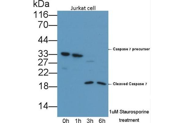 Caspase 7 anticorps  (AA 24-198)