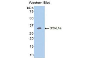 Western Blotting (WB) image for anti-Angiopoietin-Like 4 (ANGPTL4) (AA 183-401) antibody (ABIN3207380) (ANGPTL4 抗体  (AA 183-401))