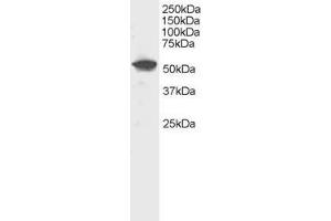 Image no. 1 for anti-Dual Specificity Phosphatase 10 (DUSP10) (AA 469-482) antibody (ABIN292029) (DUSP10 抗体  (AA 469-482))