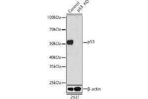 Western blot analysis of extracts from wild type (WT) and p53 knockout (KO) 293T cells, using p53 antibody (ABIN7271080) at 1:1000 dilution. (p53 抗体)