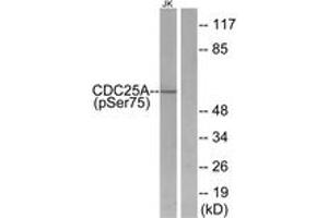 Western Blotting (WB) image for anti-Cell Division Cycle 25 Homolog A (S. Pombe) (CDC25A) (AA 43-92), (pSer76) antibody (ABIN1531796)