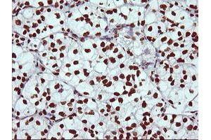 Image no. 3 for anti-THUMP Domain Containing 1 (THUMPD1) antibody (ABIN1501384) (THUMPD1 抗体)