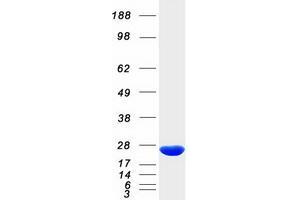 Validation with Western Blot
