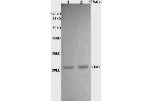 L1 and L2 rat lung lysates probed with Anti TIMP-2 Polyclonal Antibody, Unconjugated (ABIN668346) at 1:200 in 4 °C. (TIMP2 抗体  (AA 131-220))