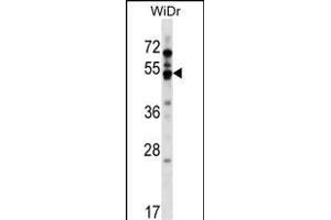 GPR84 Antibody (Center) (ABIN1538211 and ABIN2849011) western blot analysis in WiDr cell line lysates (35 μg/lane). (GPR84 抗体  (AA 265-293))