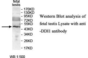 Image no. 1 for anti-DNA-Damage Inducible 1 Homolog 1 (DDI1) antibody (ABIN1576032) (DDI1 抗体)