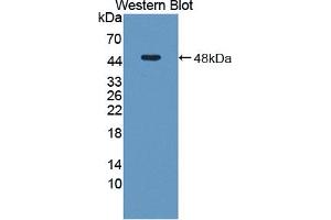 Western blot analysis of the recombinant protein. (AHCY 抗体  (AA 2-432))