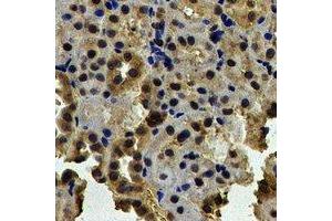Immunohistochemical analysis of NAP1L1 staining in human kidney formalin fixed paraffin embedded tissue section. (NAP1L1 抗体)
