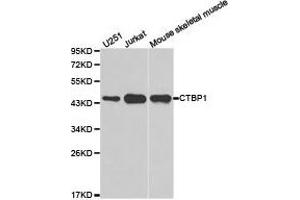 Western Blotting (WB) image for anti-C-terminal Binding Protein 1 (CTBP1) antibody (ABIN1872055) (CTBP1 抗体)