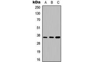 Western blot analysis of Annexin A5 expression in HEK293T (A), Raw264. (Annexin V 抗体  (Center))