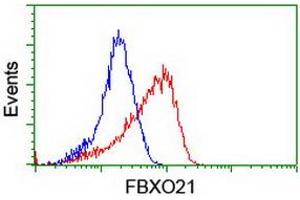 Image no. 2 for anti-F-Box Protein 21 (FBXO21) antibody (ABIN1498231) (FBXO21 抗体)