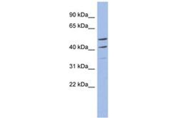 Myb-Related Transcription Factor, Partner of Profilin (MYPOP) (AA 71-120) 抗体