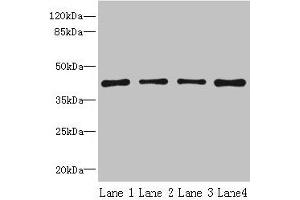 Western blot All lanes: S1PR1 antibody at 2 μg/mL Lane 1: Jurkat whole cell lysate Lane 2: A375 whole cell lysate Lane 3: Mouse thymus tissue Lane 4: HepG2 whole cell lysate Secondary Goat polyclonal to rabbit IgG at 1/10000 dilution Predicted band size: 43 kDa Observed band size: 43 kDa (S1PR1 抗体  (AA 311-382))