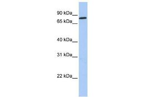 ZNF226 antibody used at 0. (ZNF226 抗体  (C-Term))