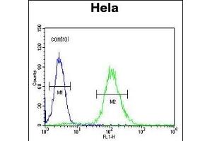 CCNG1 Antibody (N-term) (ABIN654893 and ABIN2844543) flow cytometric analysis of Hela cells (right histogram) compared to a negative control cell (left histogram). (Cyclin G1 抗体  (N-Term))