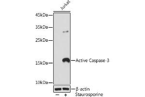 Western blot analysis of extracts of Jukat cells, using Active Caspase-3 Rabbit mAb (ABIN6133529, ABIN6135505, ABIN6135506 and ABIN7101369) at 1:500 dilution. (Caspase 3 抗体)