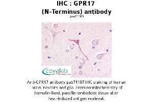 Image no. 1 for anti-G Protein-Coupled Receptor 17 (GPR17) (Extracellular Domain), (N-Term) antibody (ABIN1734989) (GPR17 抗体  (Extracellular Domain, N-Term))