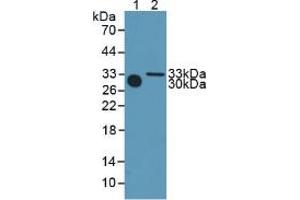 Western blot analysis of (1) Mouse Serum and (2) Mouse Heart Tissue. (METRN 抗体  (AA 22-291))