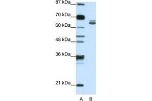 Western Blotting (WB) image for anti-Zinc Finger Protein 57 Homolog (ZFP57) antibody (ABIN2462027) (ZFP57 抗体)