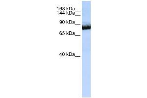 UNC5C antibody used at 1 ug/ml to detect target protein.