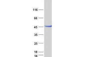 Western Blotting (WB) image for HEN1 Methyltransferase Homolog 1 (HENMT1) (Transcript Variant 1) protein (Myc-DYKDDDDK Tag) (ABIN2722618)