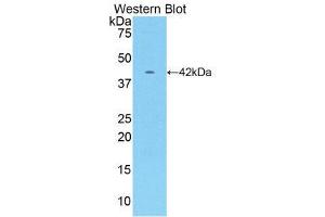 Western Blotting (WB) image for anti-Creatine Kinase, Muscle (CKM) (AA 11-367) antibody (ABIN1172311) (CKM 抗体  (AA 11-367))