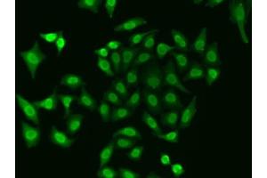 Immunofluorescence analysis of A549 cells using APEX1 antibody. (APEX1 抗体  (AA 1-318))