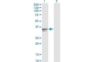 Western Blot analysis of SFXN3 expression in transfected 293T cell line by SFXN3 monoclonal antibody (M01), clone 4A3.