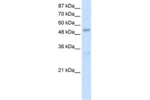 Western Blotting (WB) image for anti-DEAD (Asp-Glu-Ala-As) Box Polypeptide 19B (DDX19B) antibody (ABIN2462088) (DDX19B 抗体)