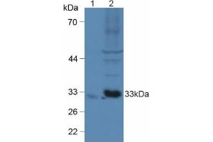 Western blot analysis of (1) Mouse Brain Tissue and (2) Mouse Heart Tissue. (CX3CL1 抗体  (AA 25-332))