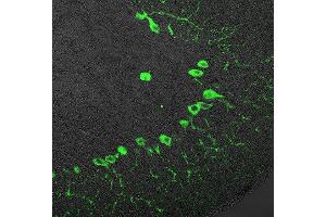 Immunostaining of paraffin embedded cerebellum section from rat (dilution 1 : 100).