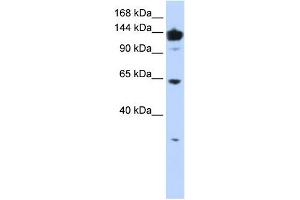 VARS antibody used at 1 ug/ml to detect target protein. (VARS 抗体  (Middle Region))