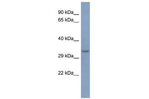 PCBP3 antibody used at 1 ug/ml to detect target protein. (PCBP3 抗体)