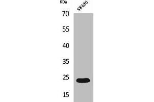 Western Blot analysis of SW480 cells using FGF-9 Polyclonal Antibody (FGF9 抗体  (C-Term))