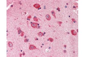 Anti-PYCR1 antibody IHC staining of human brain, cortex. (PYCR1 抗体  (AA 215-264))