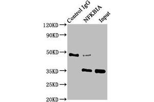 Immunoprecipitating NFKBIA in HepG2 whole cell lysate Lane 1: Rabbit control IgG instead of ABIN7127641 in HepG2 whole cell lysate. (Recombinant NFKBIA 抗体)