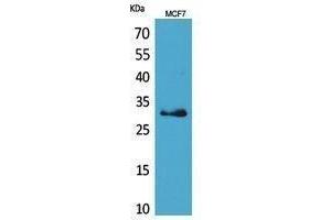 Western Blotting (WB) image for anti-Kallikrein 1 (KLK1) (Internal Region) antibody (ABIN3178466) (Kallikrein 1 抗体  (Internal Region))