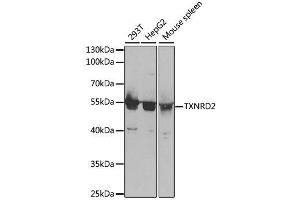 Western blot analysis of extracts of various cell lines, using TXNRD2 antibody. (TXNRD2 抗体  (AA 100-310))