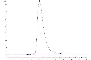Size-exclusion chromatography-High Pressure Liquid Chromatography (SEC-HPLC) image for Killer Cell Lectin-Like Receptor Subfamily D, Member 1 (KLRD1) (AA 34-179) protein (His-Avi Tag,Biotin) (ABIN7274272)