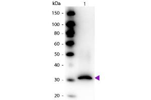 Western blot of Biotin conjugated Rabbit Anti-RFP Pre-adsorbed antibody. (RFP 抗体  (Biotin))