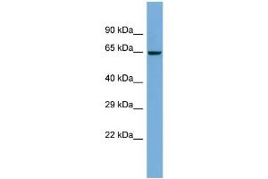 Host:  Rabbit  Target Name:  ZNF8  Sample Type:  COLO205 Whole Cell lysates  Antibody Dilution:  1. (ZNF8 抗体  (N-Term))