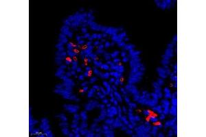 Immunofluorescence (Paraffin-embedded Sections) (IF (p)) image for anti-Chemokine (C-C Motif) Ligand 12 (Ccl12) antibody (ABIN7073445)