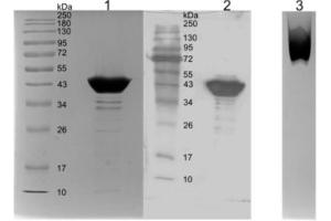 Western Blotting (WB) image for anti-SARS-CoV-2 Nucleocapsid (SARS-CoV-2 N) (AA 1-419) antibody (Fc Tag) (ABIN6952664)