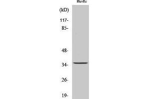 Western Blotting (WB) image for anti-Transmembrane BAX Inhibitor Motif Containing 1 (TMBIM1) (C-Term) antibody (ABIN3177176) (TMBIM1 抗体  (C-Term))
